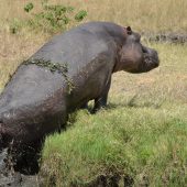  The Serengeti, TZ